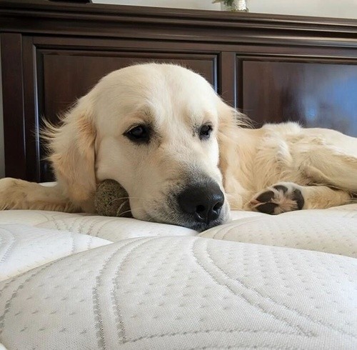 golden retriever named Tommy laying down on a new Sealy mattress
