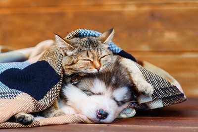 a puppy and kitten cuddling while taking a nap under a blanket