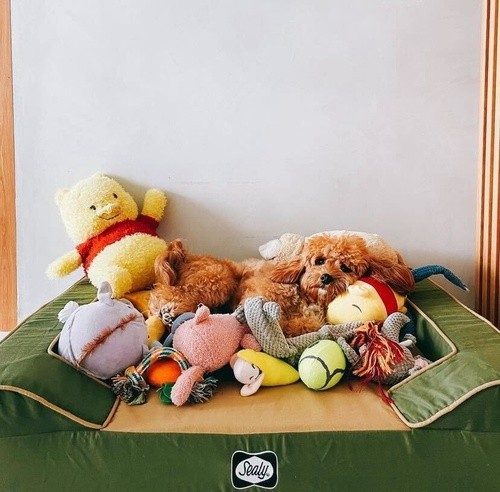 tan doodle dog laying on their green Sealy dog bed surrounded by their dog toys